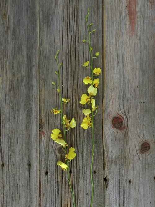 GOLDEN SHOWER ONCIDIUM YELLOW ORCHIDS